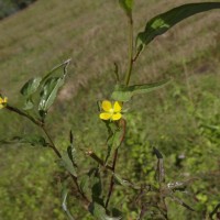 Ludwigia hyssopifolia (G.Don) Exell
